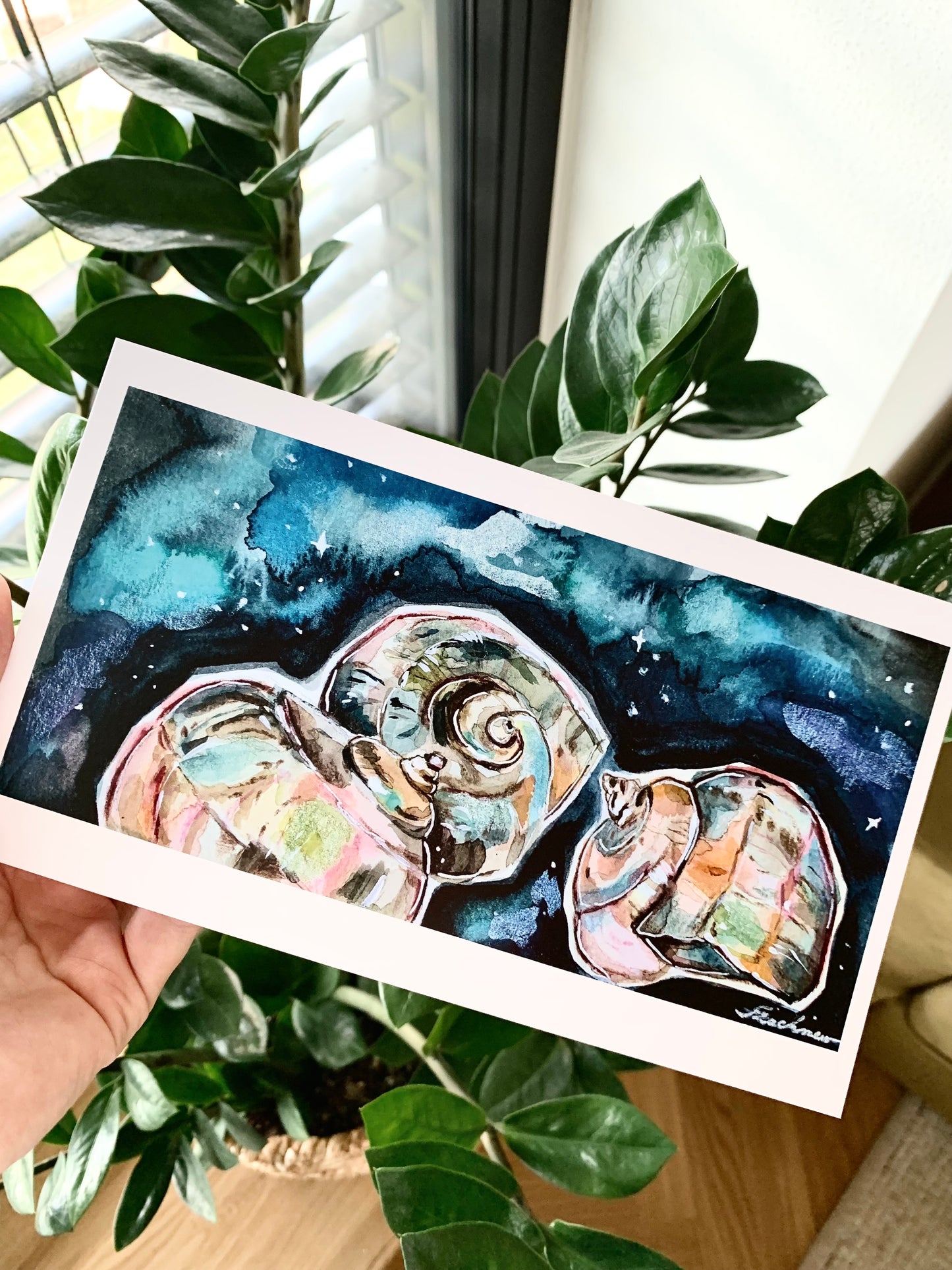 Rainbow shells.